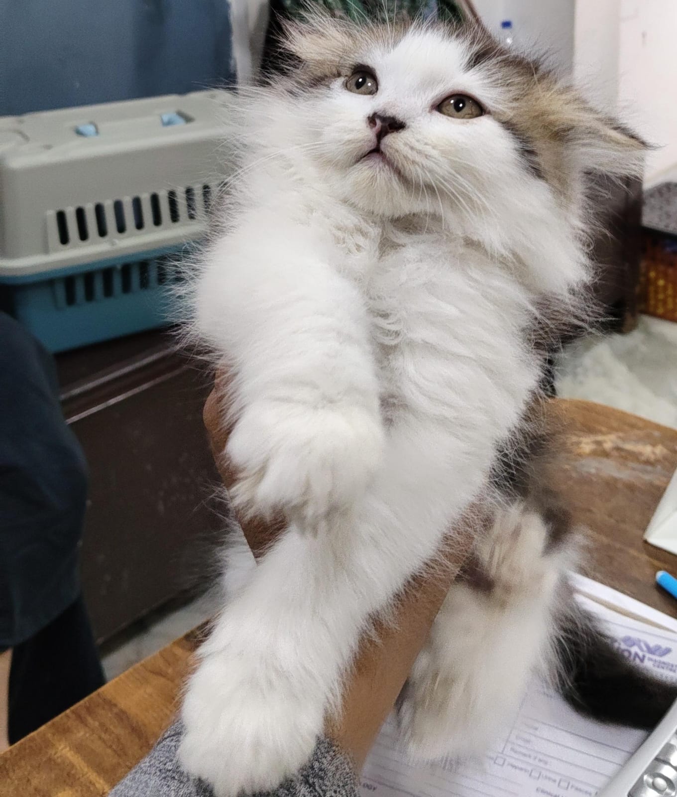 Cat urine blockage